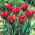 Tulipan Hollywood Star - 5 szt.