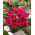 Tulipan Violacea Black Base - duża paczka! - 50 szt.