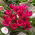 Tulipan Violacea Black Base - 5 szt.