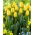 Tulipan Jaap Groot - 5 szt.