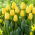 Tulipan Jaap Groot - 5 szt.