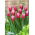 Tulipan Jefgenia - 5 szt.