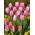 Tulipan Jumbo Beauty - duża paczka! - 50 szt.
