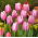 Tulipan Jumbo Beauty - duża paczka! - 50 szt.