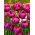 Tulipan Margarita - 5 szt.