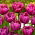Tulipan Margarita - 5 szt.