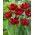 Tulipan Maywood - duża paczka - 50 szt.