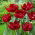 Tulipan Maywood - 5 szt.