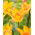 Tulipan Moonblush - 5 szt.