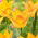 Tulipan Moonblush - 5 szt.