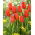Tulipan Orange Juice - GIGA paczka! - 250 szt.