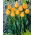 Tulipan Orange Lion - 5 szt.