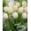 Tulipan Pays Bas - 5 szt.