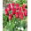 Tulipan Pieter De Leur - 5 szt.