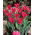 Tulipan Pimpernel - 5 szt.