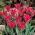 Tulipan Pimpernel - 5 szt.