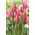 Tulipan Pink Surprise - 5 szt.