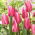 Tulipan Pink Surprise - 5 szt.