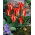 Tulipan Plaisir - 5 szt.