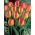 Tulipan Prins Claus - 5 szt.