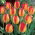 Tulipan Prins Claus - 5 szt.