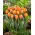 Tulipan Prinses Irene - 5 szt.