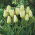 Tulipan Purissima Design - 5 szt.