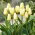 Tulipan Purissima Design - 5 szt.