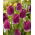 Tulipan Purple Crystal - duża paczka! - 50 szt.