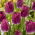 Tulipan Purple Crystal - duża paczka! - 50 szt.