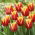 Tulipan Reputation - 5 szt