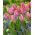 Tulipan Albert Heijn - 5 szt.