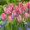 Tulipan Albert Heijn - 5 szt.