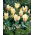 Tulipan Albion Star - 5 szt.