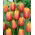 Tulipan Aleppo - 5 szt.