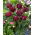 Tulipan Alison Bradley - 5 szt.