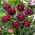 Tulipan Alison Bradley - 5 szt.