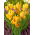 Tulipan Aquilla - 5 szt.