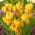 Tulipan Aquilla - 5 szt.