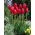 Tulipan Avignon - 5 szt.