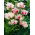 Tulipan Candy Club - 5 szt.