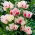 Tulipan Candy Club - 5 szt.