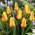 Tulipan Miskodeed - 5 szt.