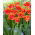 Tulipan Real Time - 5 szt.