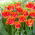 Tulipan Real Time - 5 szt.
