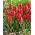 Tulipan Red Purissima - 5 szt.
