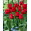 Tulipan Red Wing - 5 szt.