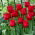 Tulipan Red Wing - 5 szt.