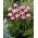 Tulipan Rems Favourite - GIGA paczka! - 250 szt.