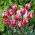 Tulipan Rems Sensation - 5 szt.